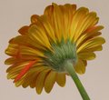 Gerbera Back