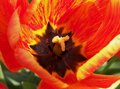 Tulip Center