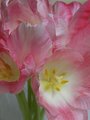 Tulip Bouquet