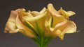 Calla Bouquet