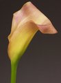 Calla Lily