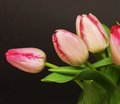 Tulips