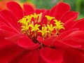 Zinnia