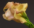 Calla Lillies