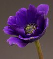 Purple Anenome