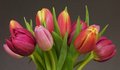Tulip Bouquet