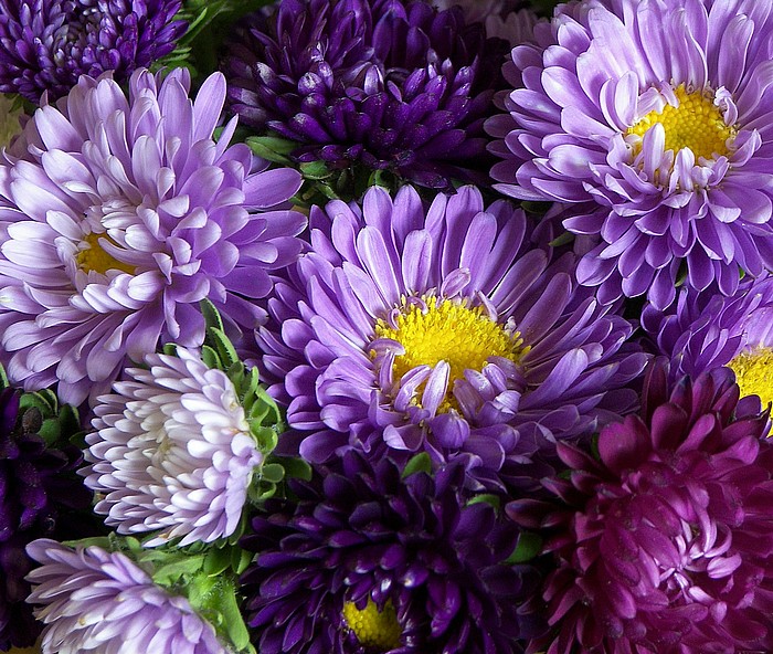 Bouquet Purple