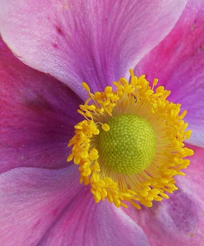 Clematis