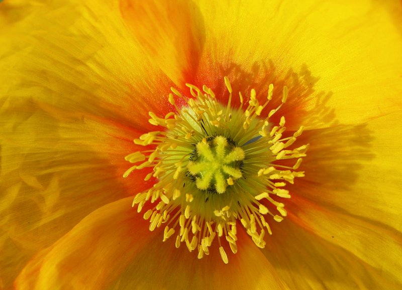 Yellow Center