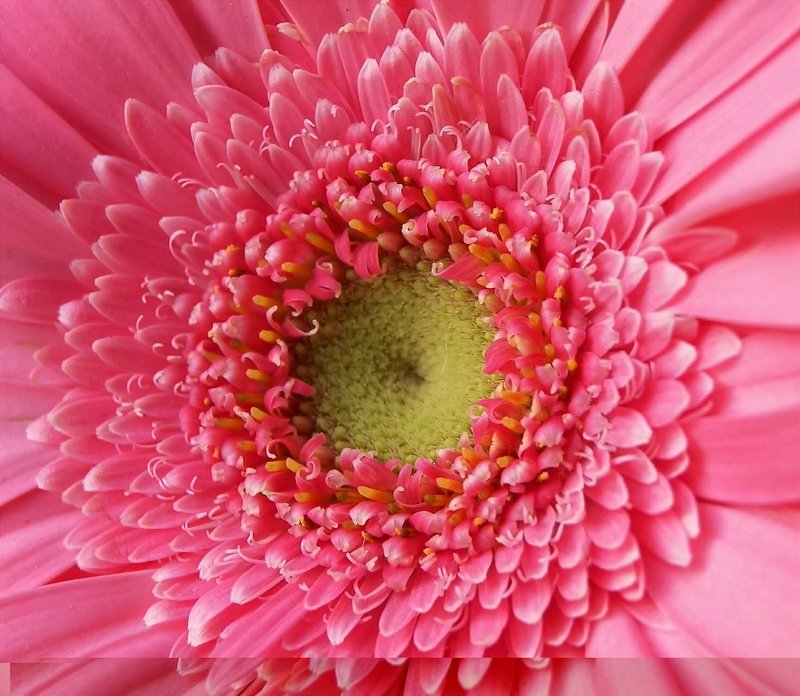 Pink Gerbera Center