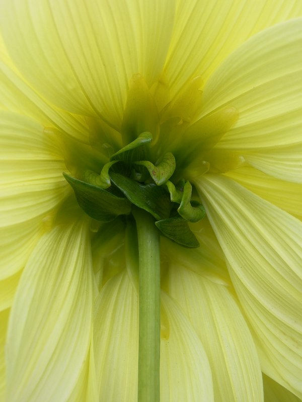 Dahlia Back