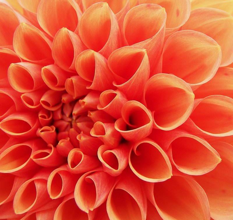 Dahlia in Orange