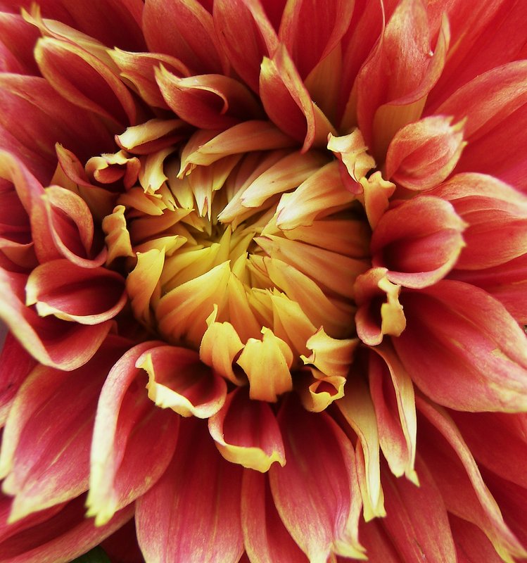 Dahlia