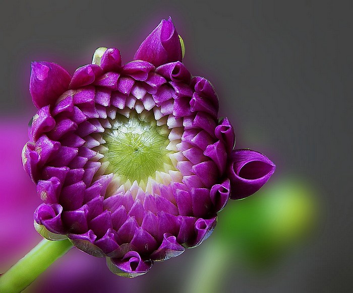 Dahlia Bud