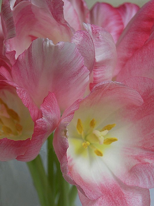 Tulip Bouquet