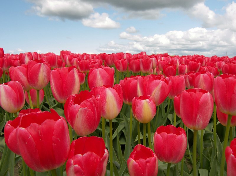 Tulip Field