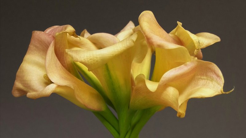 Calla Bouquet