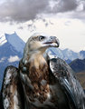 eagle2.jpg