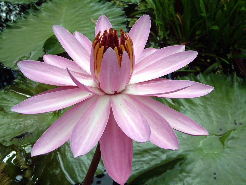 botanical gardens flower