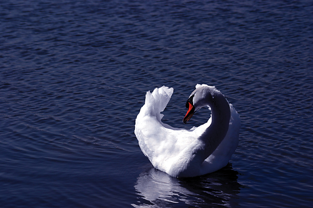 Open Water