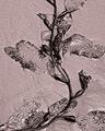 Elegance: Kelp
