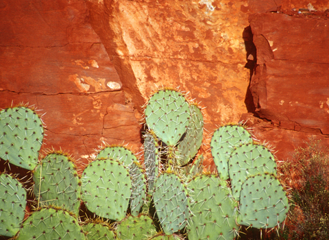 Very green cactus and very red rock