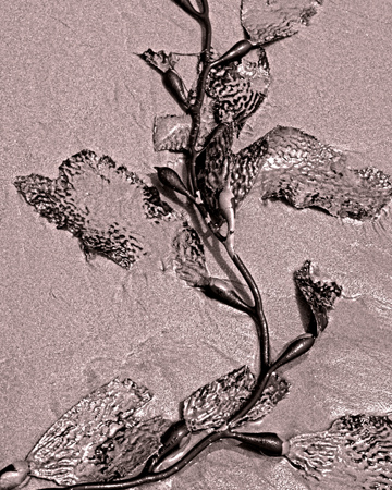 Elegance: Kelp