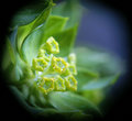 Green blossoms
