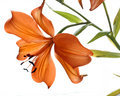 Orange lilly