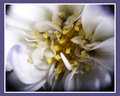 White and Yellow