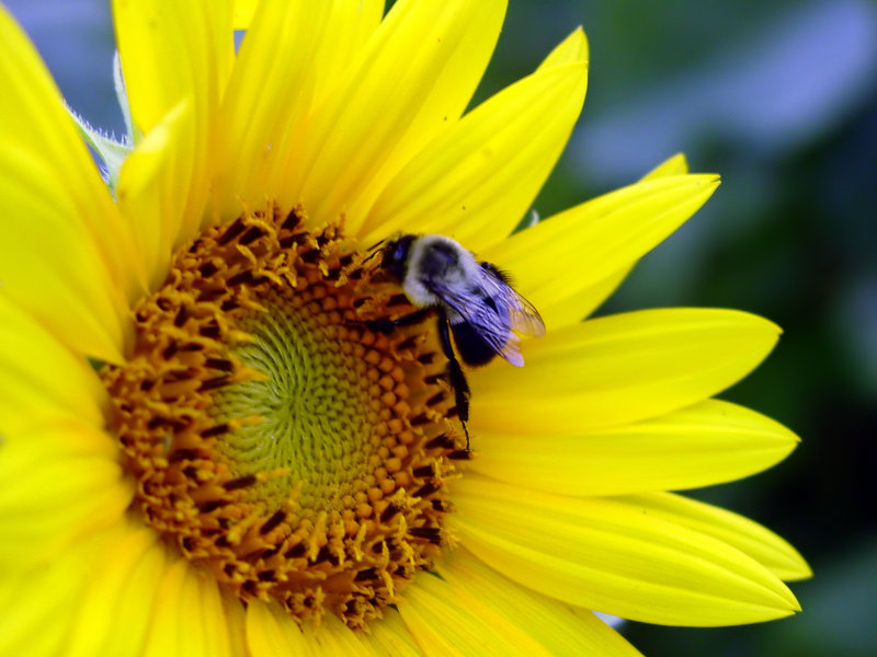 Sunflower & Bee