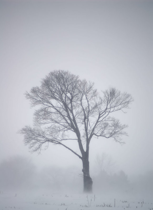 Winter Tree