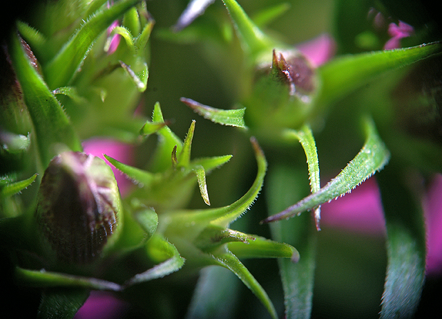 Purple Buds