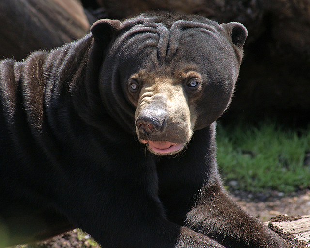 sunbear2.jpg