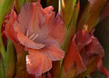 Gladiolus