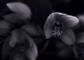 Orchids