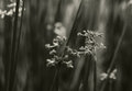 Reeds