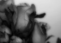 Silk Flowers
