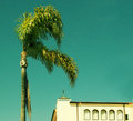 Queen Palm