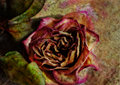 Dried Rose, Raw Silk, and Sandstone
