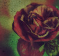Silk Roses