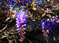 Wisteria