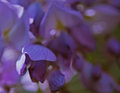 Wisteria