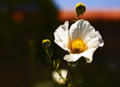 Matilija Poppy