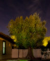 Olive Tree