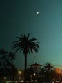 Moon and Palm Trees
