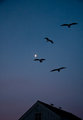 Landing Pattern