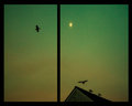 Moonraker