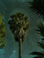 Lone Palm
