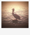 Pelican